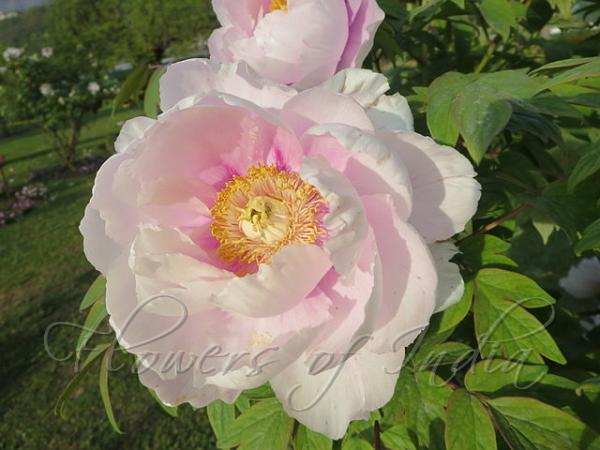Tree Peony
